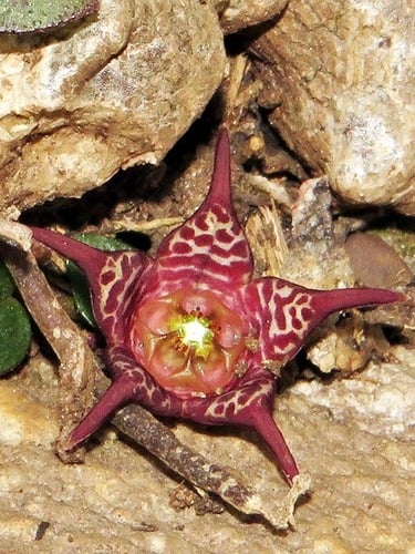 Brachystelma coddii — photo