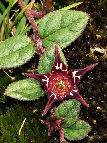 Brachystelma coddii