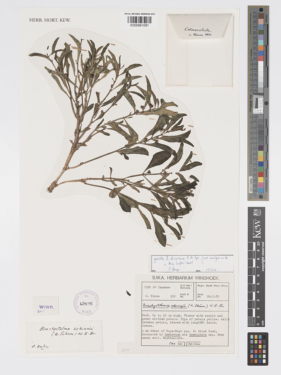 Brachystelma discoideum