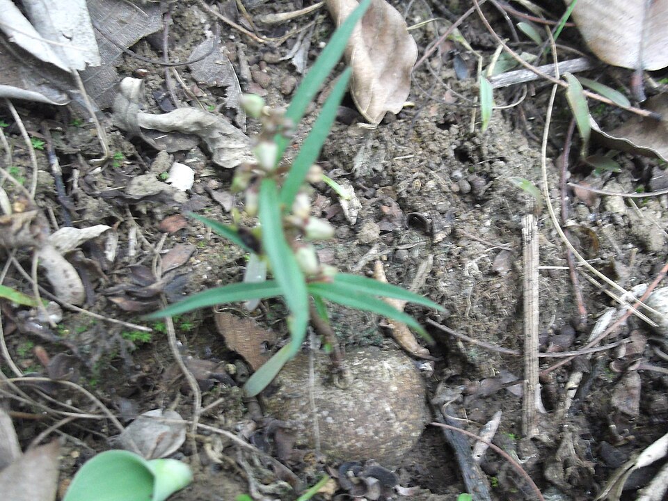 Brachystelma elenaduensis — photo