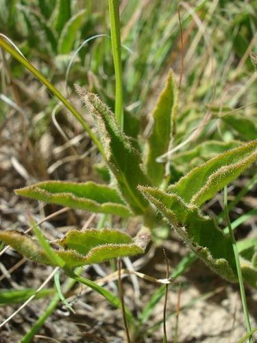 Brachystelma foetidum — photo
