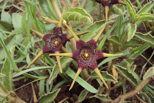 Brachystelma foetidum
