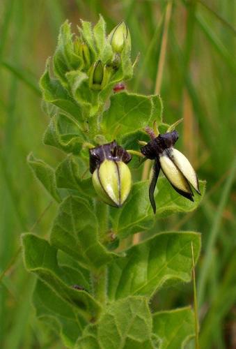 Brachystelma gerrardii