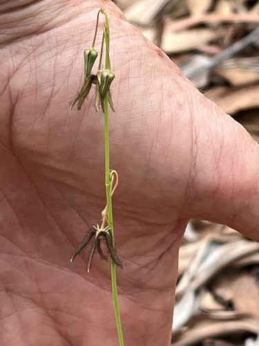 Brachystelma glabriflorum (Bush potato) — photo