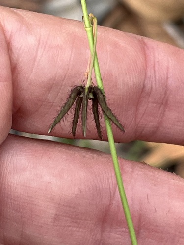 Brachystelma glabriflorum