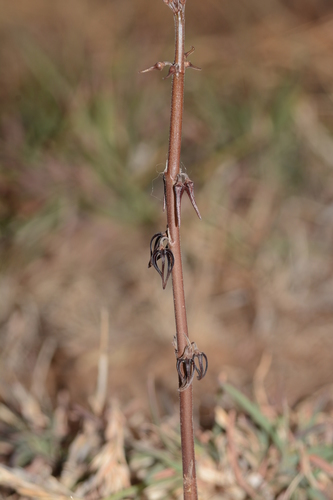 Brachystelma kolarensis — photo