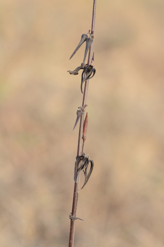 Brachystelma kolarensis
