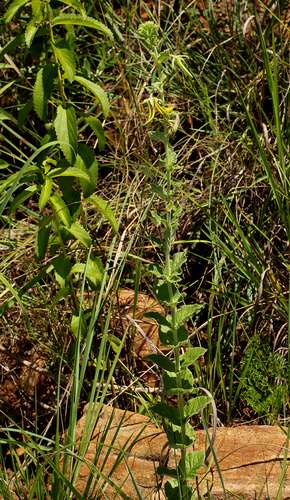 Brachystelma macropetalum — photo