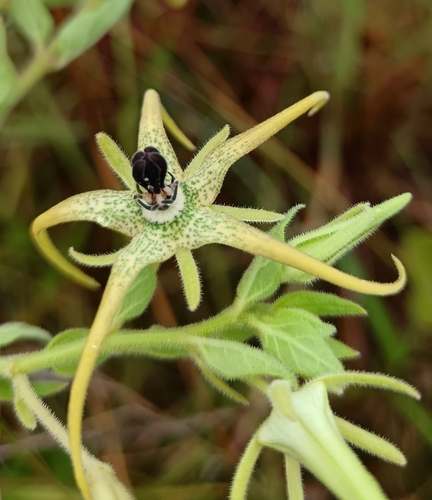 Brachystelma macropetalum — photo
