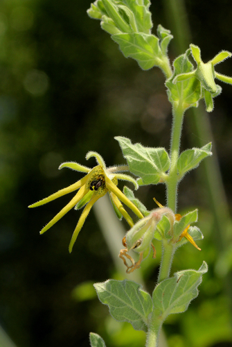 Brachystelma macropetalum