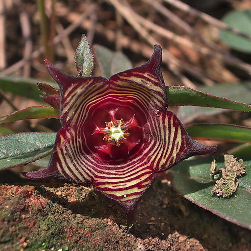 Brachystelma pulchellum (Hottentot's bread) — photo