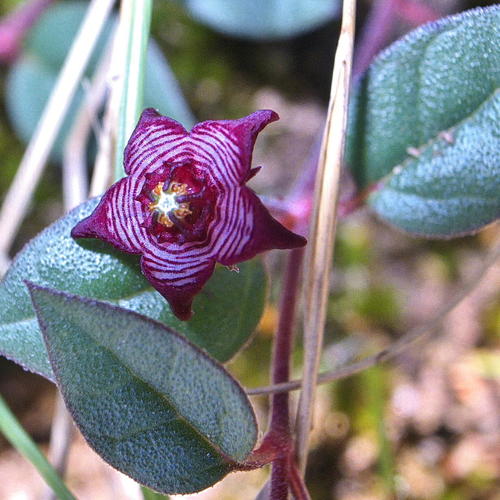 Brachystelma pulchellum (Hottentot's bread) — photo