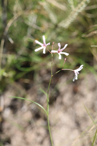 Brachystelma rubellum (Pink taneris) — photo