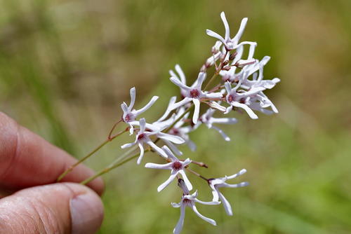 Brachystelma rubellum