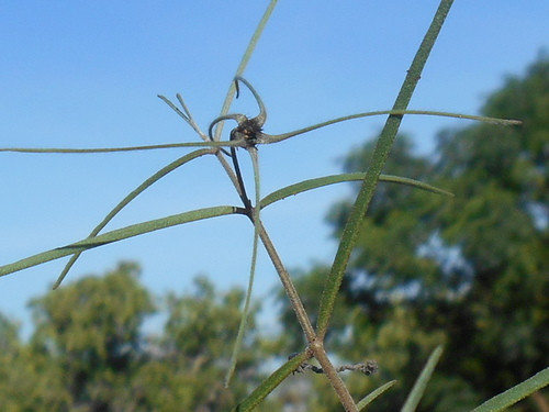 Brachystelma schultzei — photo