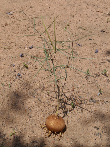 Brachystelma schultzei