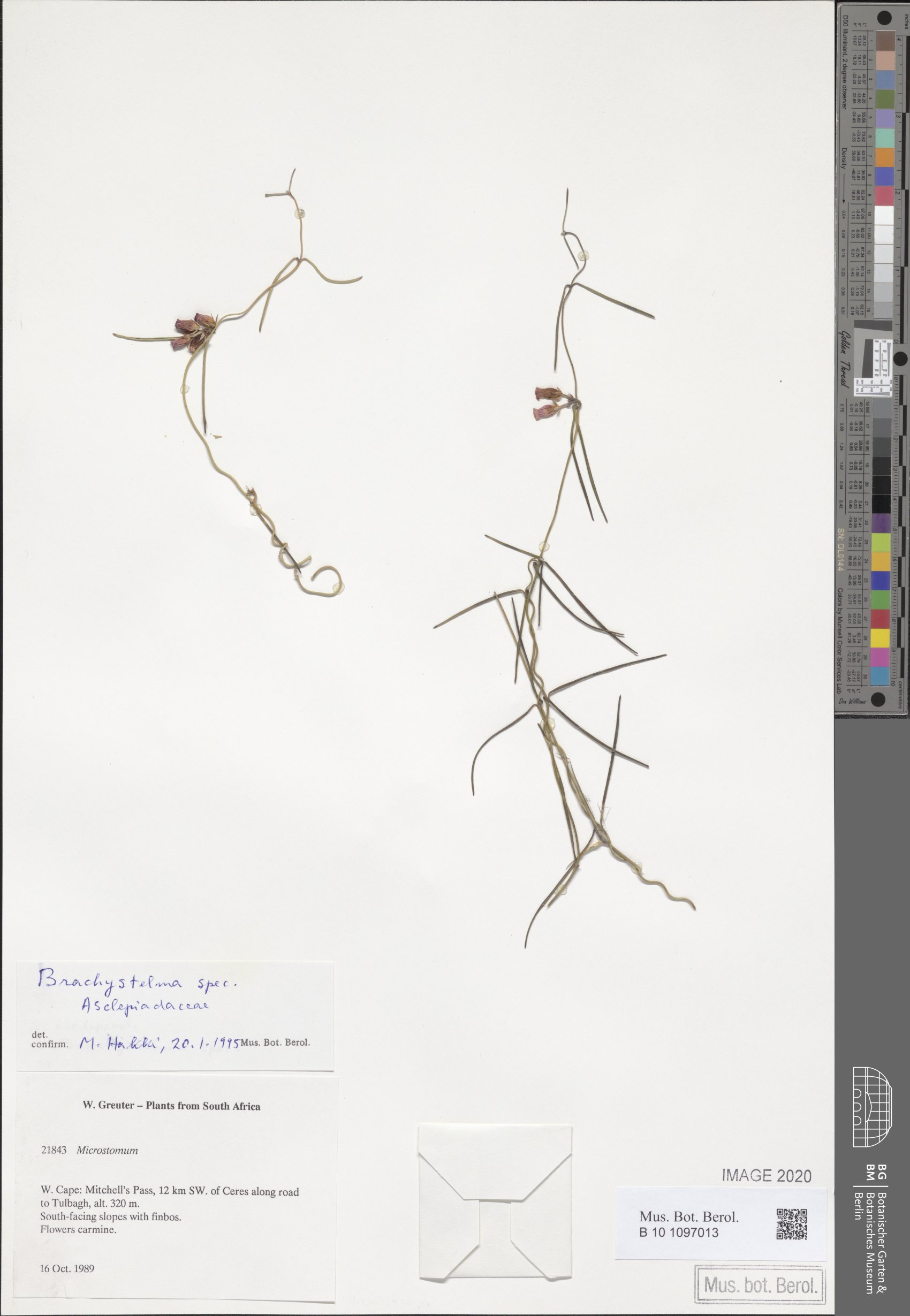 Brachystelma spp.