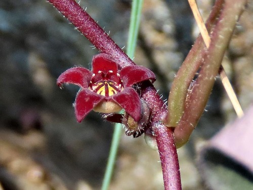 Brachystelma swazicum — photo