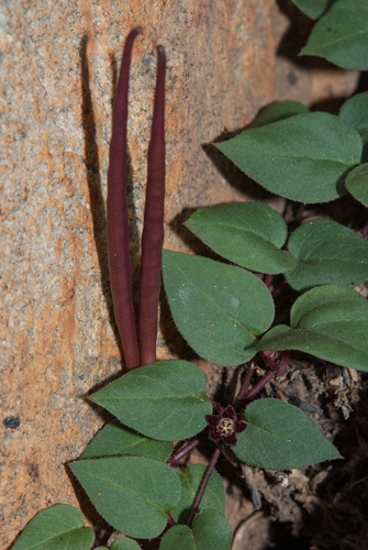 Brachystelma swazicum — photo