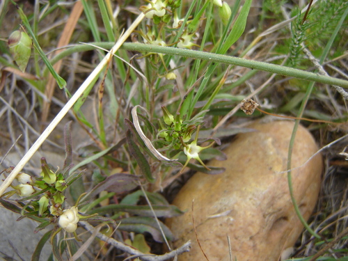 Brachystelma thunbergii — photo