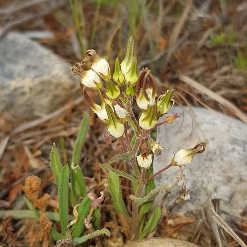 Brachystelma thunbergii