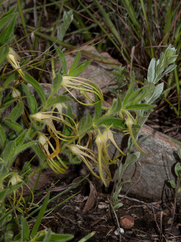 Brachystelma villosum — photo