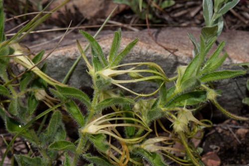 Brachystelma villosum — photo