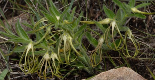 Brachystelma villosum