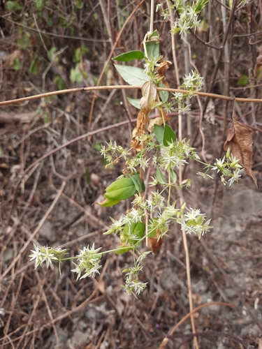 Brachystemma calycinum
