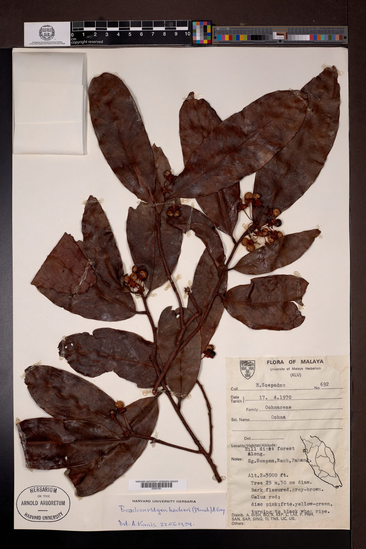 Brackenridgea elegantissima — photo
