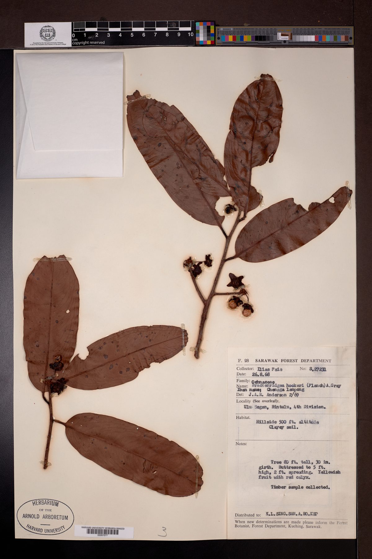 Brackenridgea elegantissima — photo