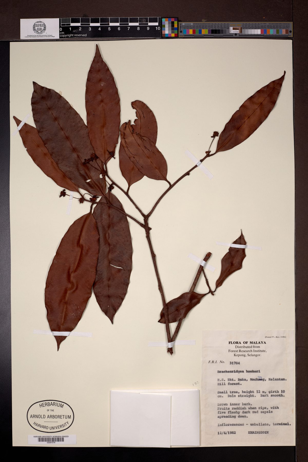 Brackenridgea elegantissima