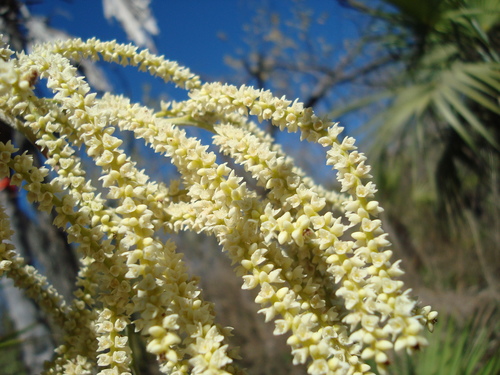 Brahea aculeata (Palmilla) — photo