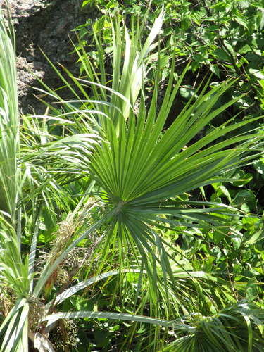 Brahea aculeata (Palmilla) — photo
