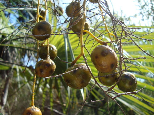 Brahea aculeata