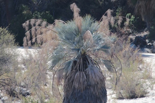 Brahea armata (Blue Hesper palm) — photo