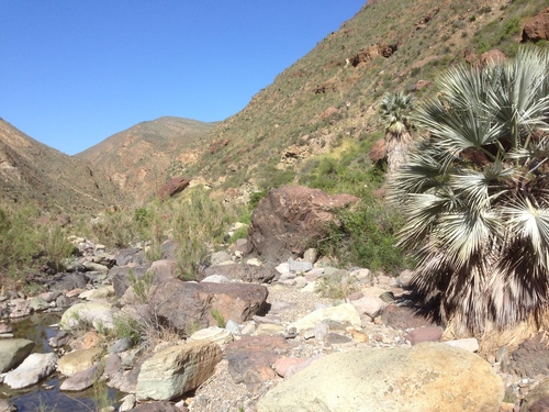 Brahea armata (Blue Hesper palm) — photo