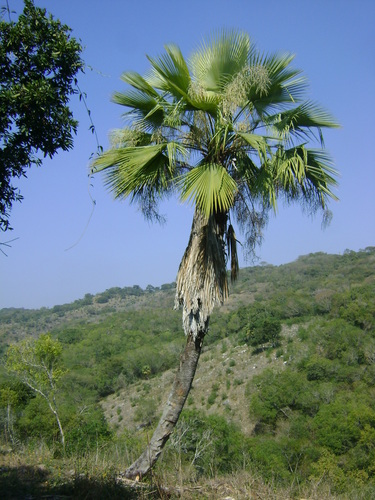Brahea dulcis (Mexican Palm) — photo