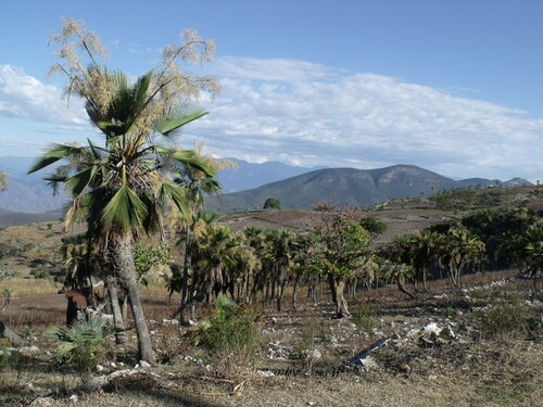 Brahea dulcis (Mexican Palm) — photo