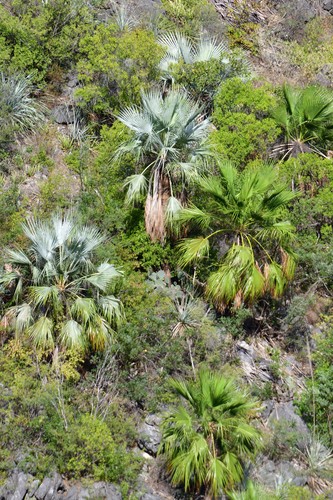 Brahea dulcis