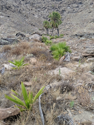 Brahea edulis (Guadeloupe fan palm) — photo