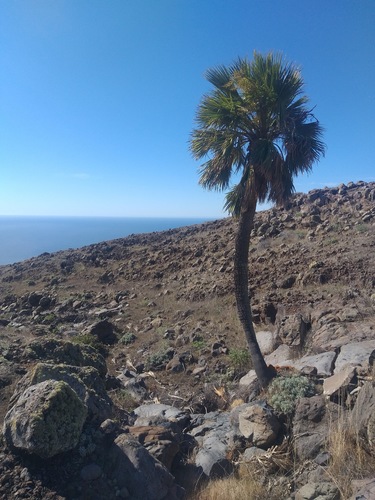 Brahea edulis x Brahea brandegeei