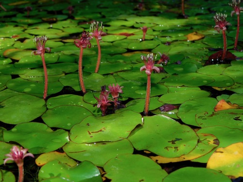 Brasenia schreberi (Water shield) — photo