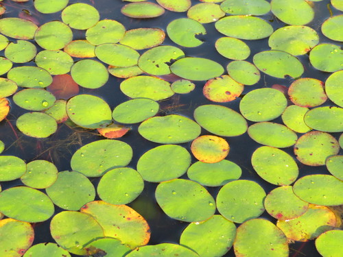 Brasenia schreberi (Water shield) — photo