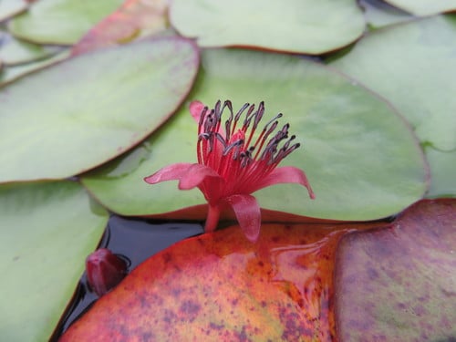 Cabombaceae