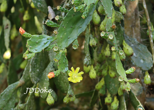 Brasiliopuntia brasiliensis (Brazilian opuntia) — photo