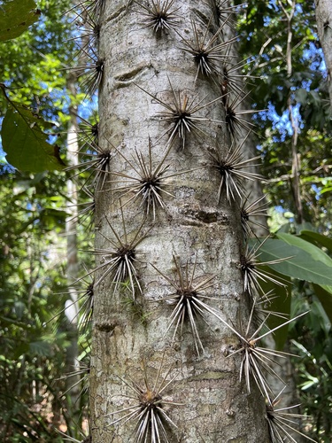 Brasiliopuntia brasiliensis (Brazilian opuntia) — photo
