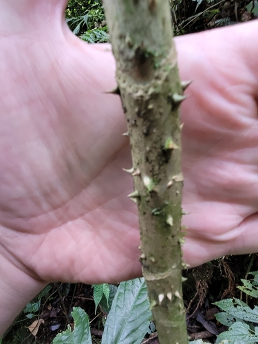 Brassaiopsis glomerulata (Hoblaiso) — photo