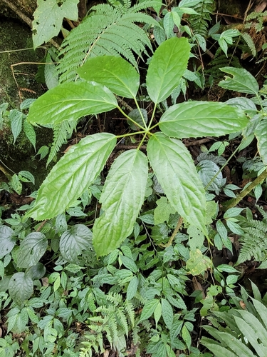 Brassaiopsis glomerulata