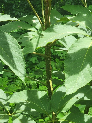 Brassaiopsis glomerulata (Hoblaiso) — photo